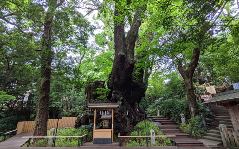 来宮神社の大楠
