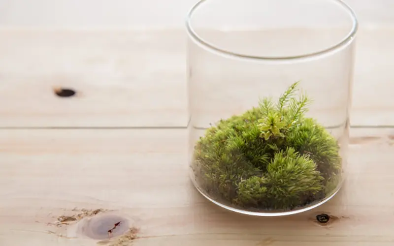 苔テラリウム