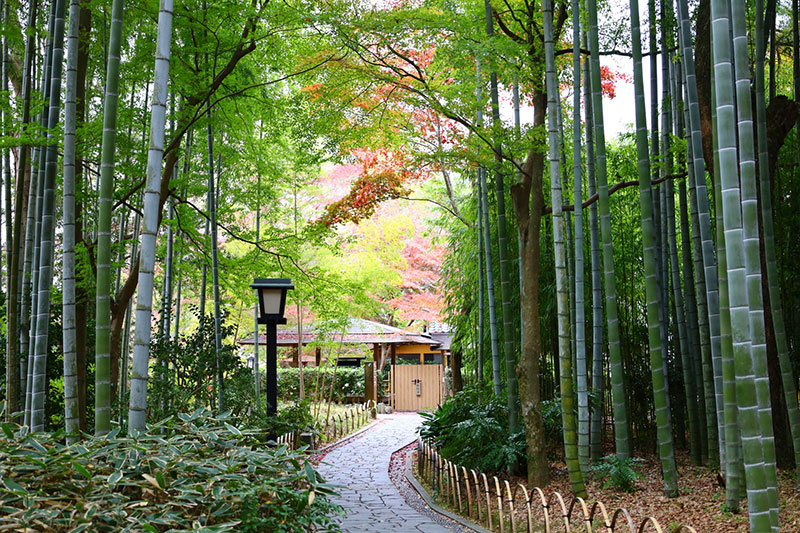 修善寺：風情ある街並みと竹林