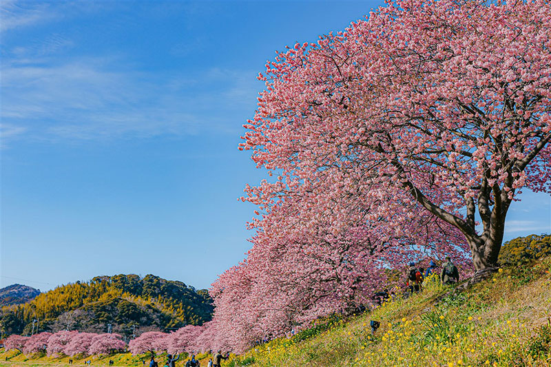みなみの桜と菜の花まつり