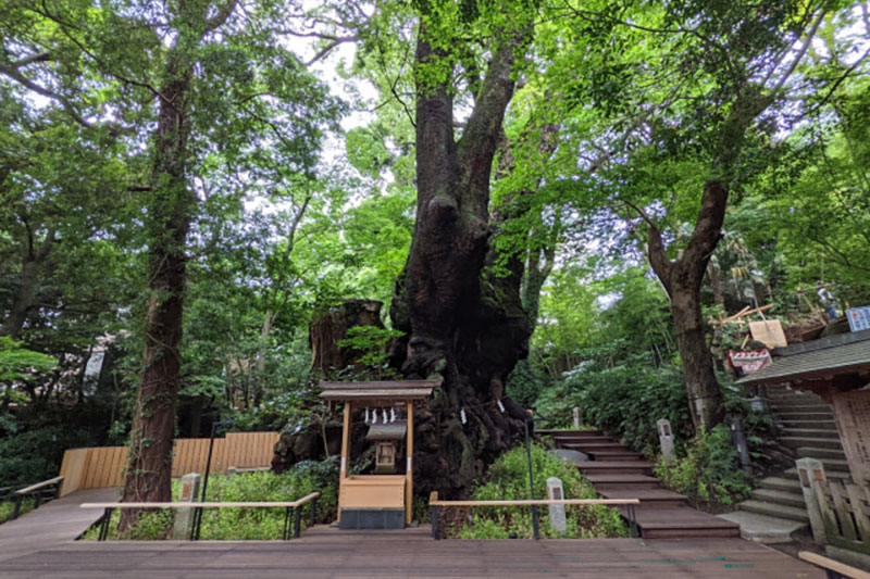 來宮神社：樹齢2,000年超の大楠パワースポット