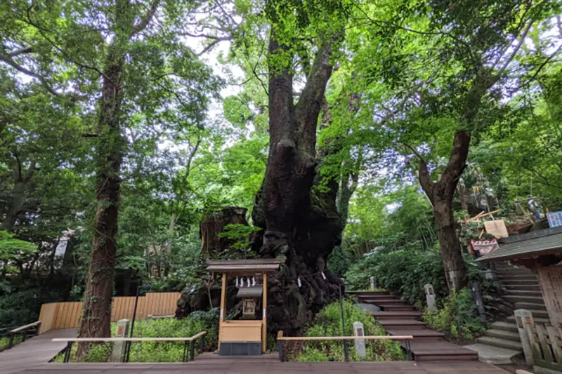 来宮神社