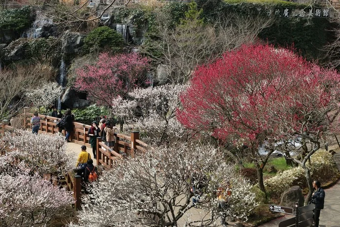 早咲きから遅咲きまで楽しめる熱海梅園