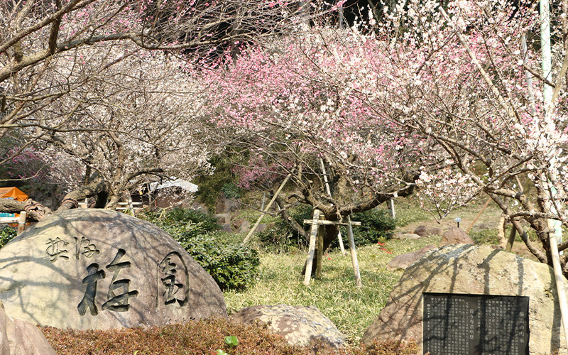 熱海梅園