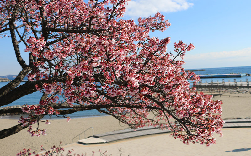 あたみ桜や熱海梅園、海上花火大会など季節のイベント