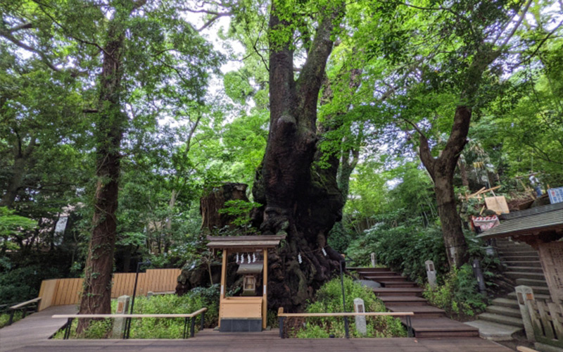 来宮神社でパワースポットに触れる