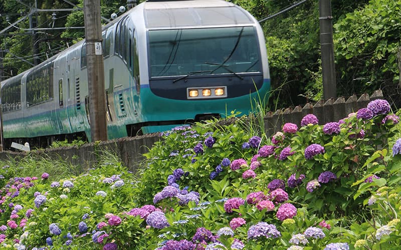 あじさい街道:列車と紫陽花の共演が映える